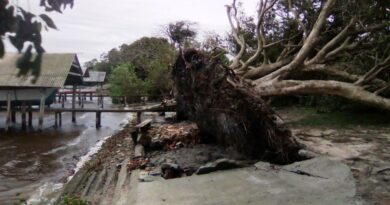 Árvore foi totalmente arrancada no bairro Roça Grande, região Ponta da Piteira