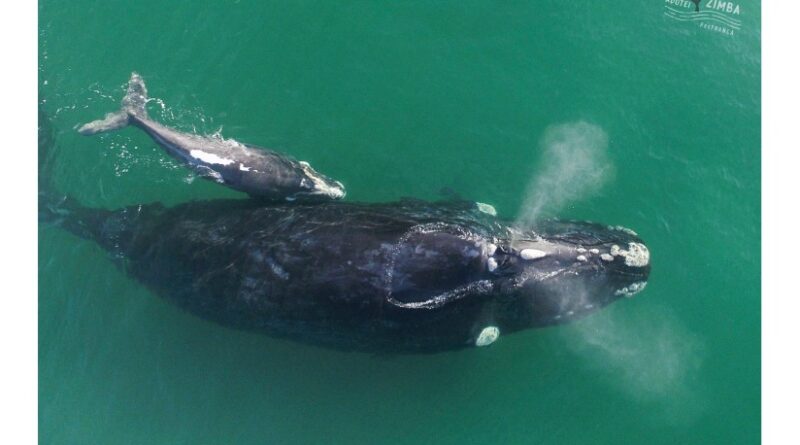 Zimba, mascote do ProFRANCA, e seu filhote foram avistados em Macaé, no litoral do Rio de Janeiro.