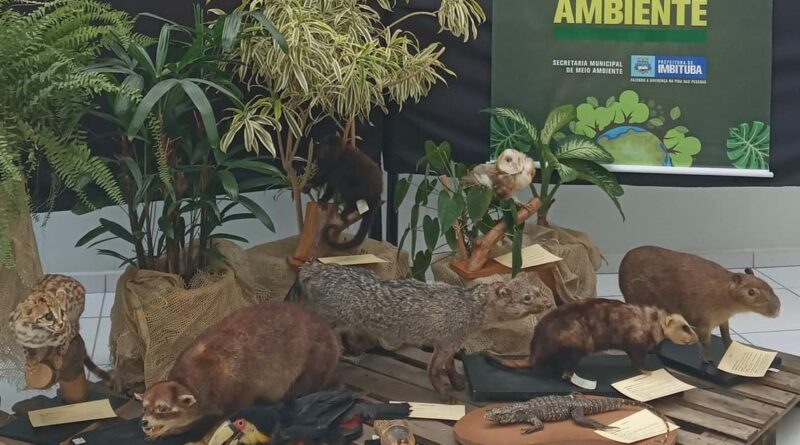 Os estudantes terão contato com os animais taxidermizados (empalhados) em tamanho real.