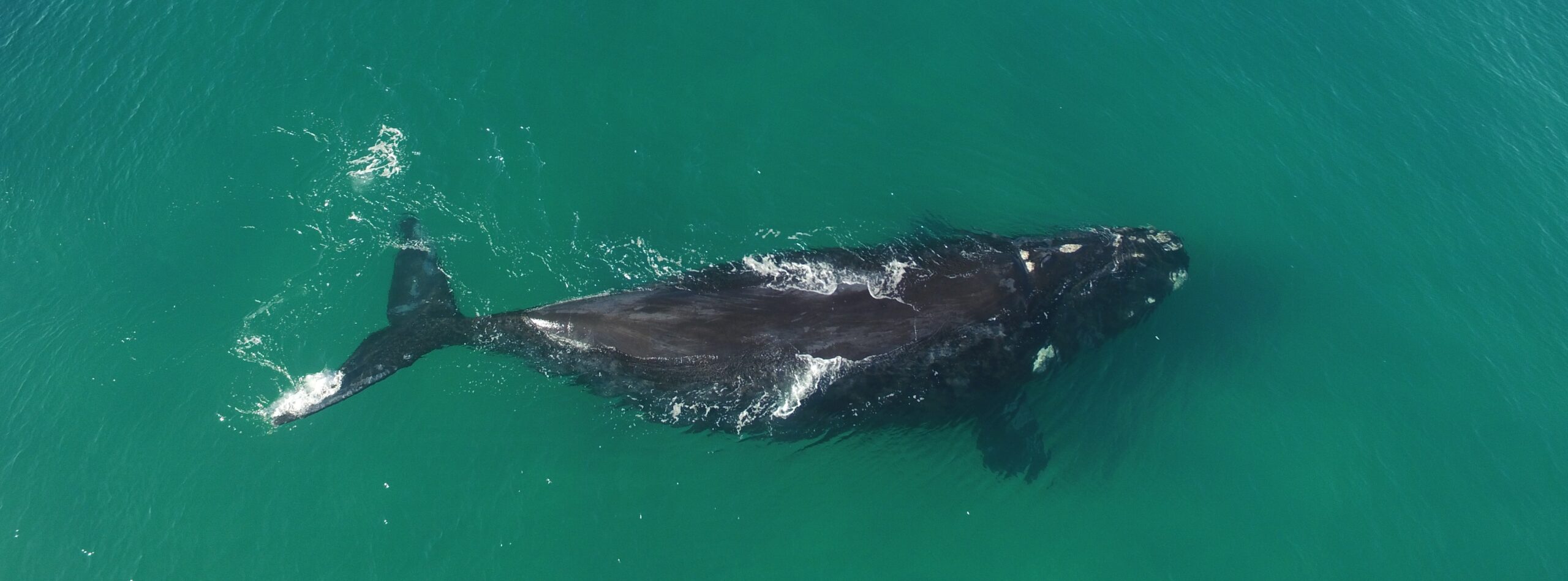 Segue emperrado o turismo de observação de baleias em SC