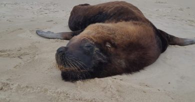 Leão-marinho debilitado morre em praia de Imbituba