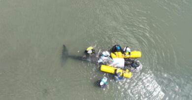 Baleia-piloto encalhada na Praia do Porto segue sendo monitorada